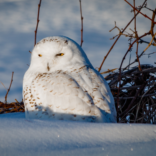 Snowy Owl