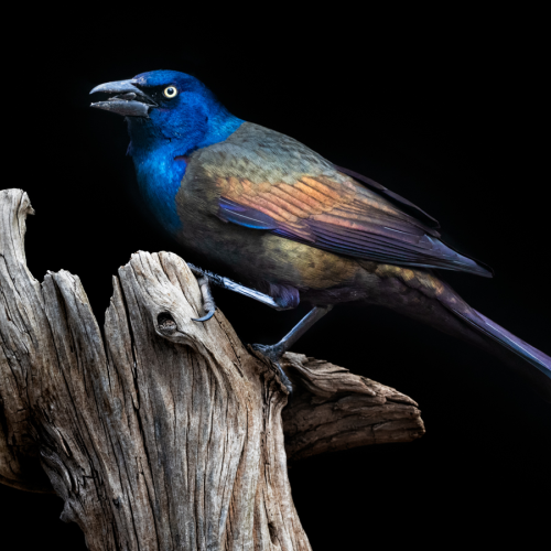 Grackle