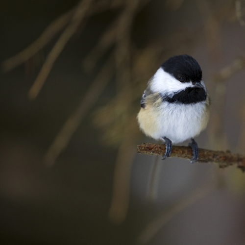 Perched