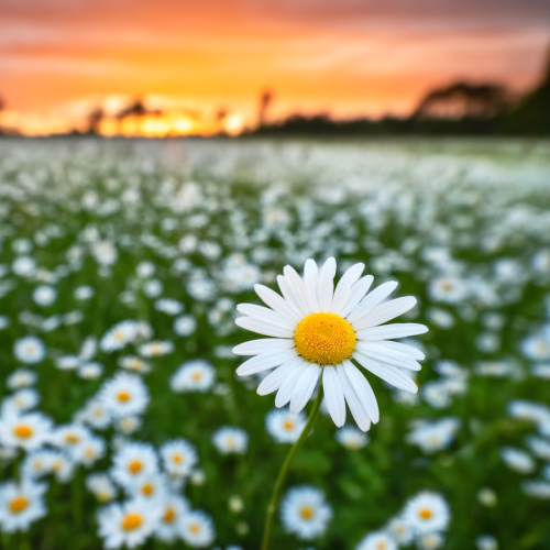 Daisies Aplenty