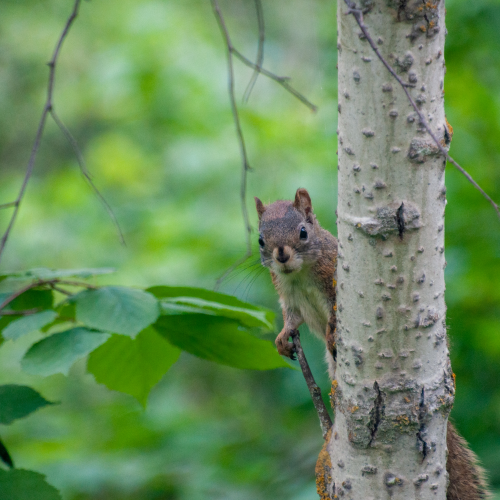 Hide and seek