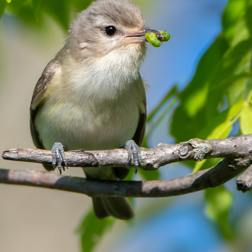 Kingbird on a Bough