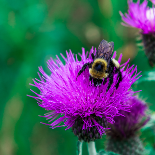 Busy Bee