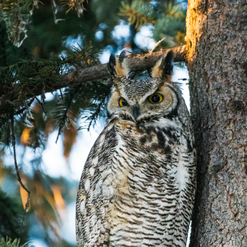 Wise Owl