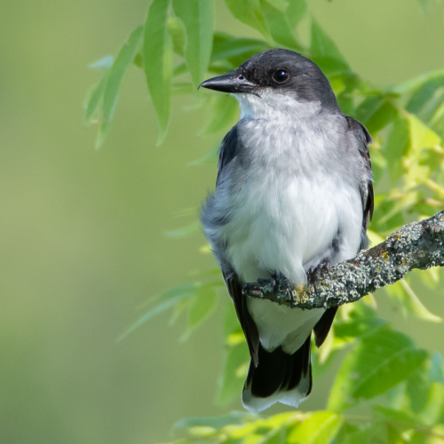 Indigo Bunting on a Sapling