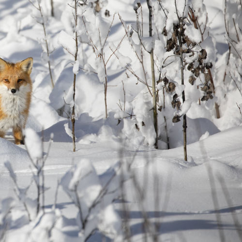 Snowy Fox