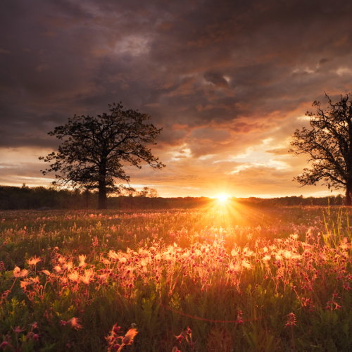 Twin Oaks and Prairie Smoke