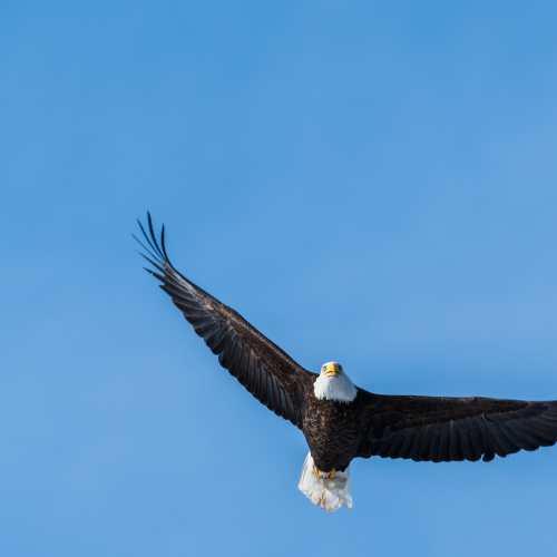 Fly By