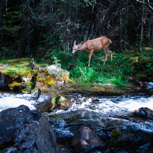 Deer Crossing