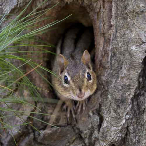 Peek-a-boo