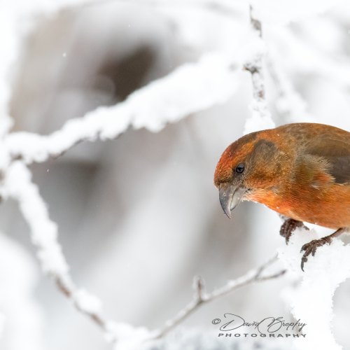 Red Crossbill