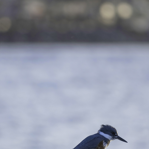 Kingfisher at White Rock