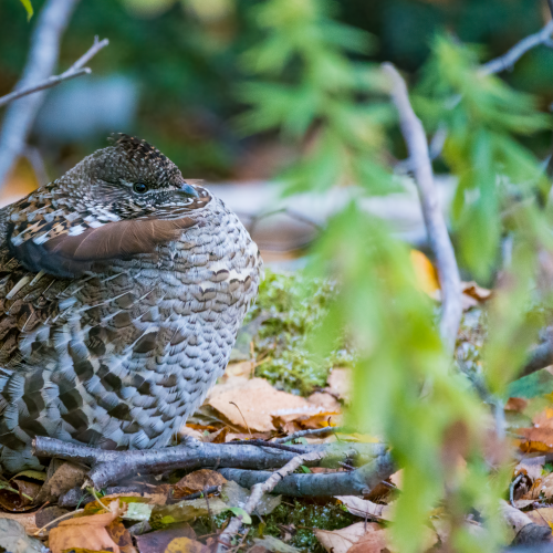 The Fluffed Ruff