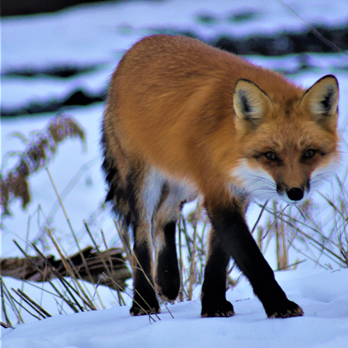 Red Fox