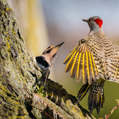 Northern Flickers mating dance