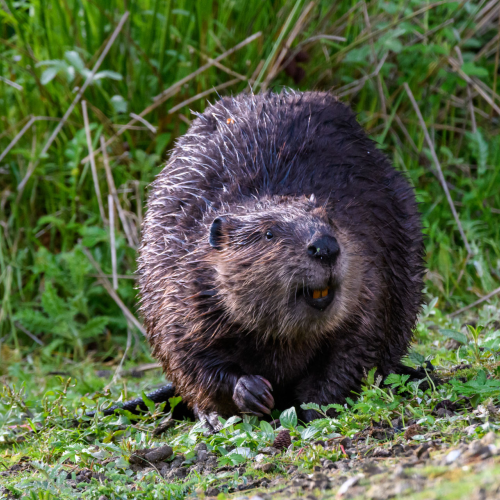 Smiling Beaver
