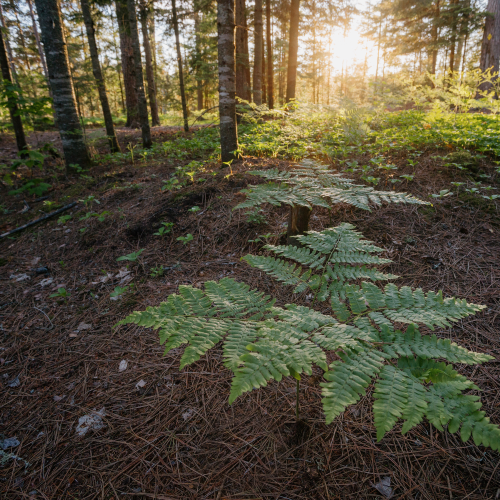 Algonquin Park Forest