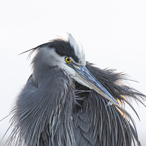 Portrait of a Great Blue Heron