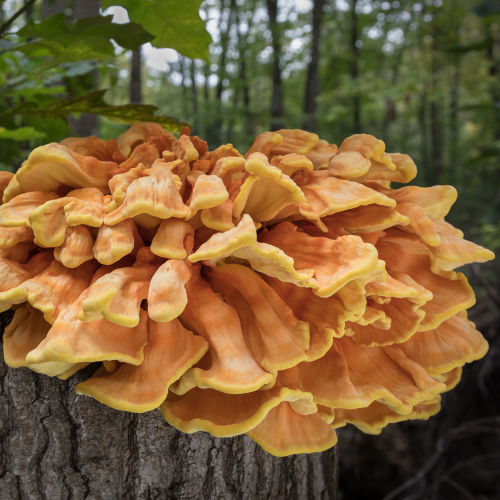 Chicken of the Woods