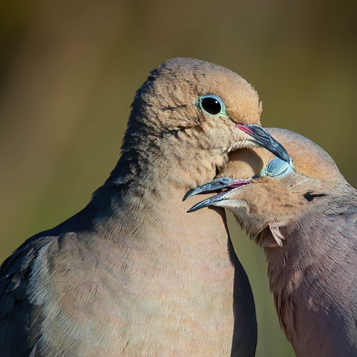  Mourning Doves