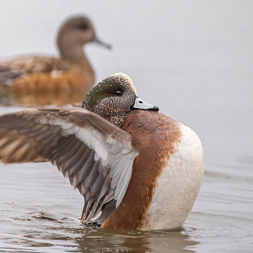An American Wigeon