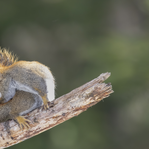 Squirrel Pose