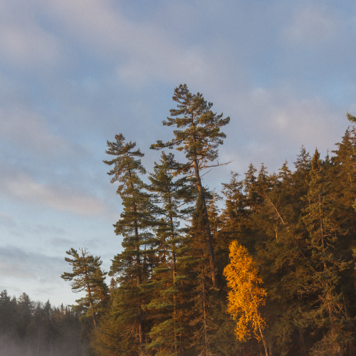 Tree Shore in Algonquin