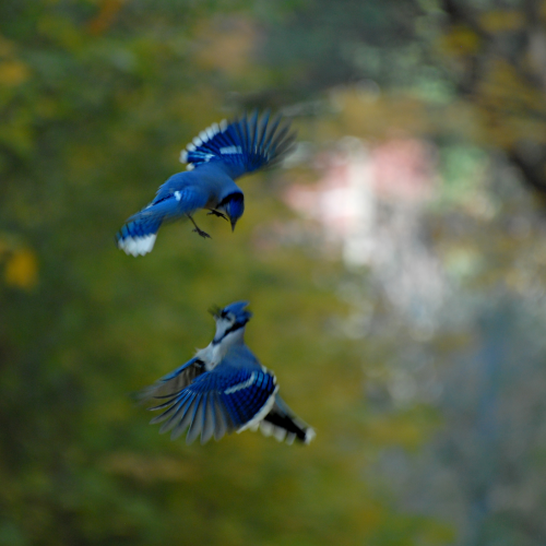 Dance of the little Blue Jays