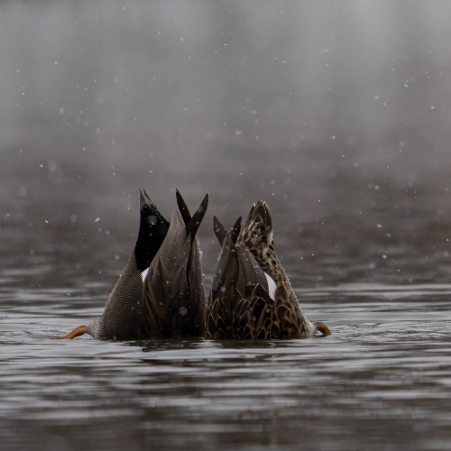 Ducks That Dabble Together, Stay Together 
