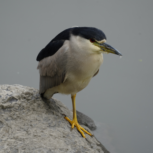 One-Legged Black-Capped Night Heron