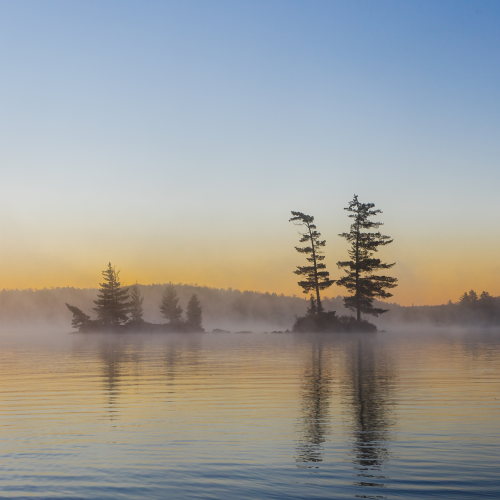 Three trees - Algonquin Park