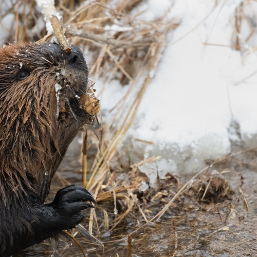 Frozen Dinner