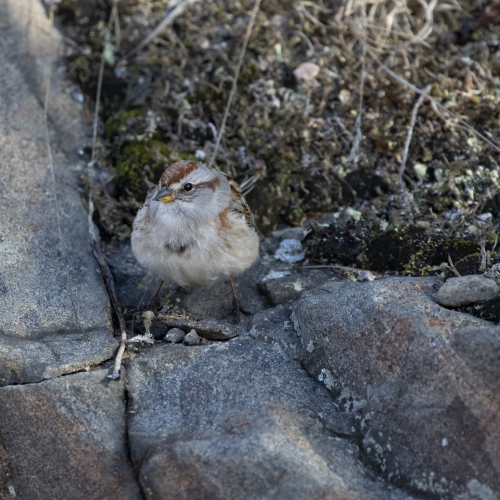 Tree Sparrow on a Rock