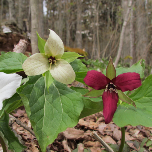 Trillium's