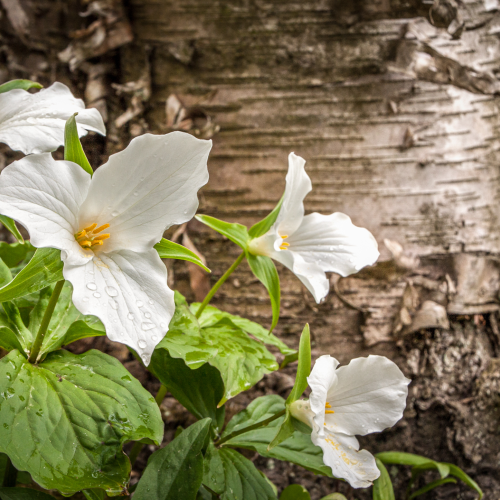 Trillium Alongside Birch