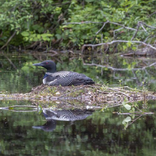Loon Pair