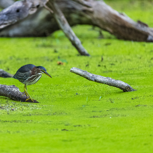 Least Bittern in hunting mode