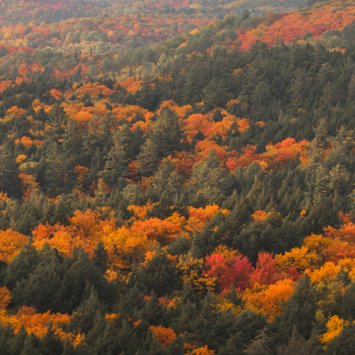 Fall Trees in Algonquin