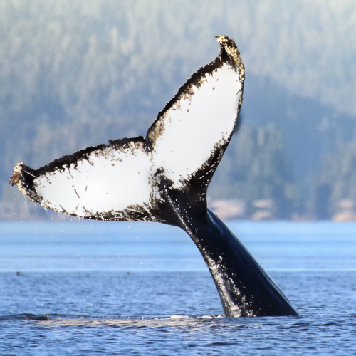The Leviathan's Tail