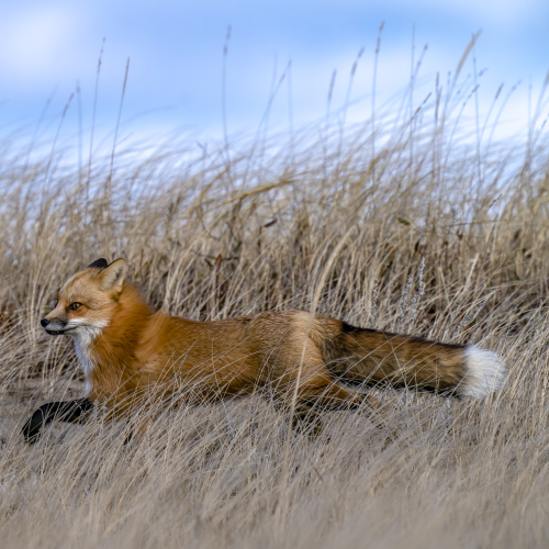 Against the wind