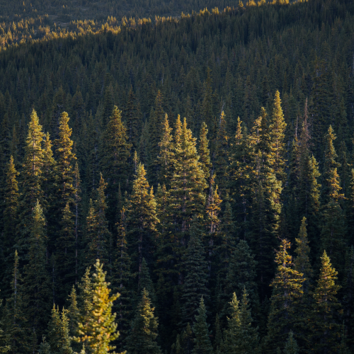 Sunrise Trees in Jasper