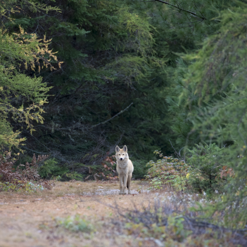 The White Wolf