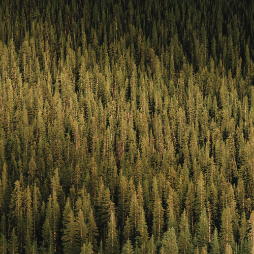 Trees of Jasper