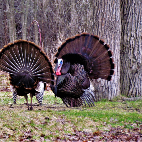 Dueling Turkey's