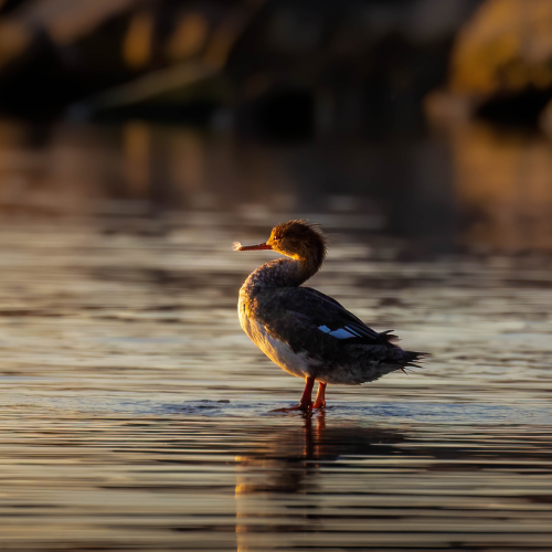 Morning Groom, Merganser