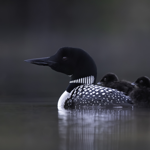 Mothers Comfort
