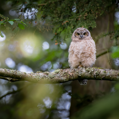 Branching Great Horned Owl