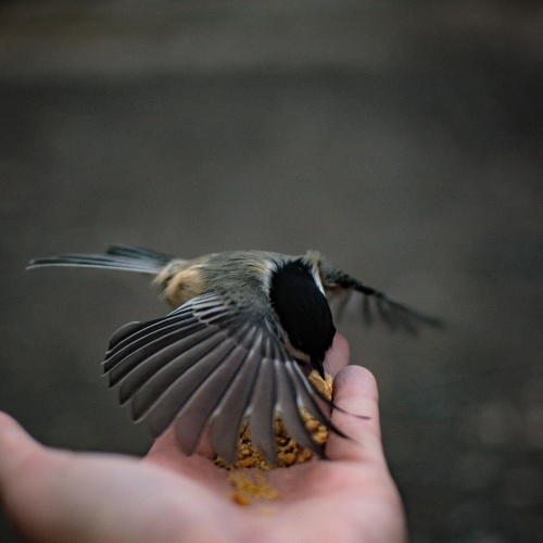 Hungry Chickadee