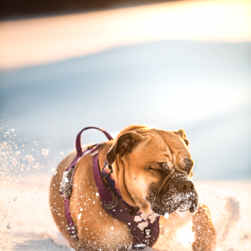 Dog in action