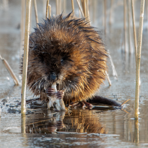 Muskrat with Ice whiskers